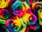 Roses Multicolores