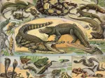 Illustration du Nouveau Larousse Illustré : Reptiles, 1897-1904