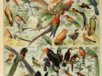 Illustration du Larousse pour Tous : Oiseaux, XIXè Siècle
