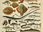 Illustration du Larousse pour Tous : Poissons, XIXè Siècle