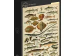 Illustration du Larousse pour Tous : Poissons, XIXè Siècle