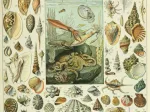 Illustration du Nouveau Larousse Illustré : Mollusques, XIXè Siècle