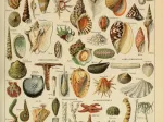 Illustration du Larousse pour Tous : Mollusques, XIXè Siècle