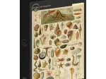 Illustration du Larousse pour Tous : Mollusques, XIXè Siècle
