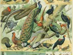 Illustration du Nouveau Larousse Illustré : Oiseaux, XIXè Siècle