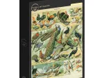 Illustration du Nouveau Larousse Illustré : Oiseaux, XIXè Siècle