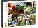 Collage - Animaux de la Ferme