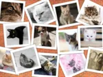 Chats