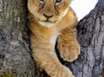 Lionceau du Désert
