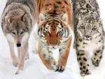 En Terre Sauvage