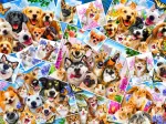 Selfie Pet Collage
