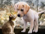 Kitten and Puppy