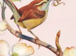 Carolina Wren