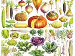 Vegetables - Légumes