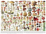 Mushrooms - Champignons