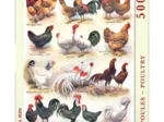 Pièces XXL - Poules - Poultry