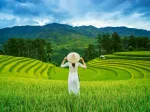 Rizières au Vietnam