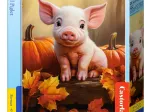 Mignon Cochon d'Automne
