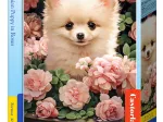 Chiot Spitz Nain dans les Roses