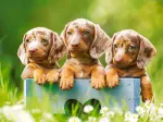Mignons Chiots