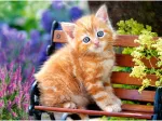 Chat Roux