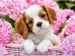 Chiot en Fleurs Roses