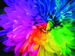 Rainbow Flower