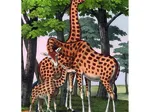 Girafes
