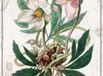 Botanic Collection - Helleborus