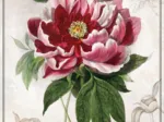 Botanic Collection - Pivoine
