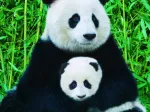 La Famille Panda