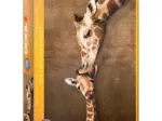 La maman girafe et son girafon