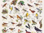 Affiche sur les Oiseaux