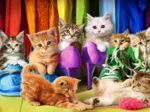 Chatons