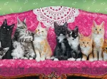 Chatons sur un Fauteuil