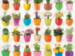 Cactus et Plantes Succulentes