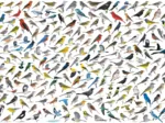 Le Monde des Oiseaux, par David Sibley