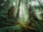 Nature Edition - Dans les Bois