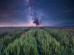 Ciel Nocturne au-dessus d'un Champ de Blé