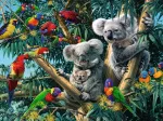 Koalas dans l'Arbre