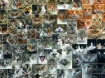 Collage - Chats