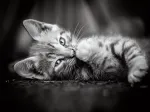 Chaton