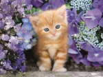 Ginger Cat
