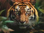 Tigre Sauvage