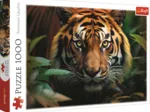 Tigre Sauvage