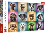 Funny Dog Portraits