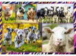 4 Puzzles - Animaux Drôles