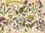 Herbier : Herbes Médicinales