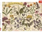 Herbier : Herbes Médicinales
